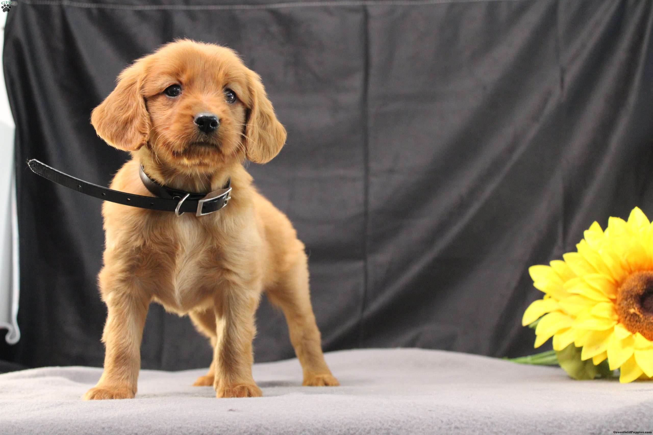 Judson Miniature Golden Retriever Puppy For Sale in Pennsylvania