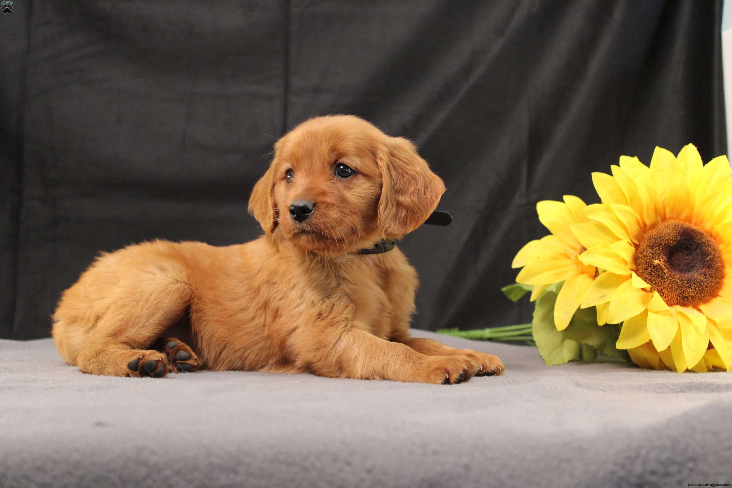 Judson Miniature Golden Retriever Puppy For Sale in Pennsylvania