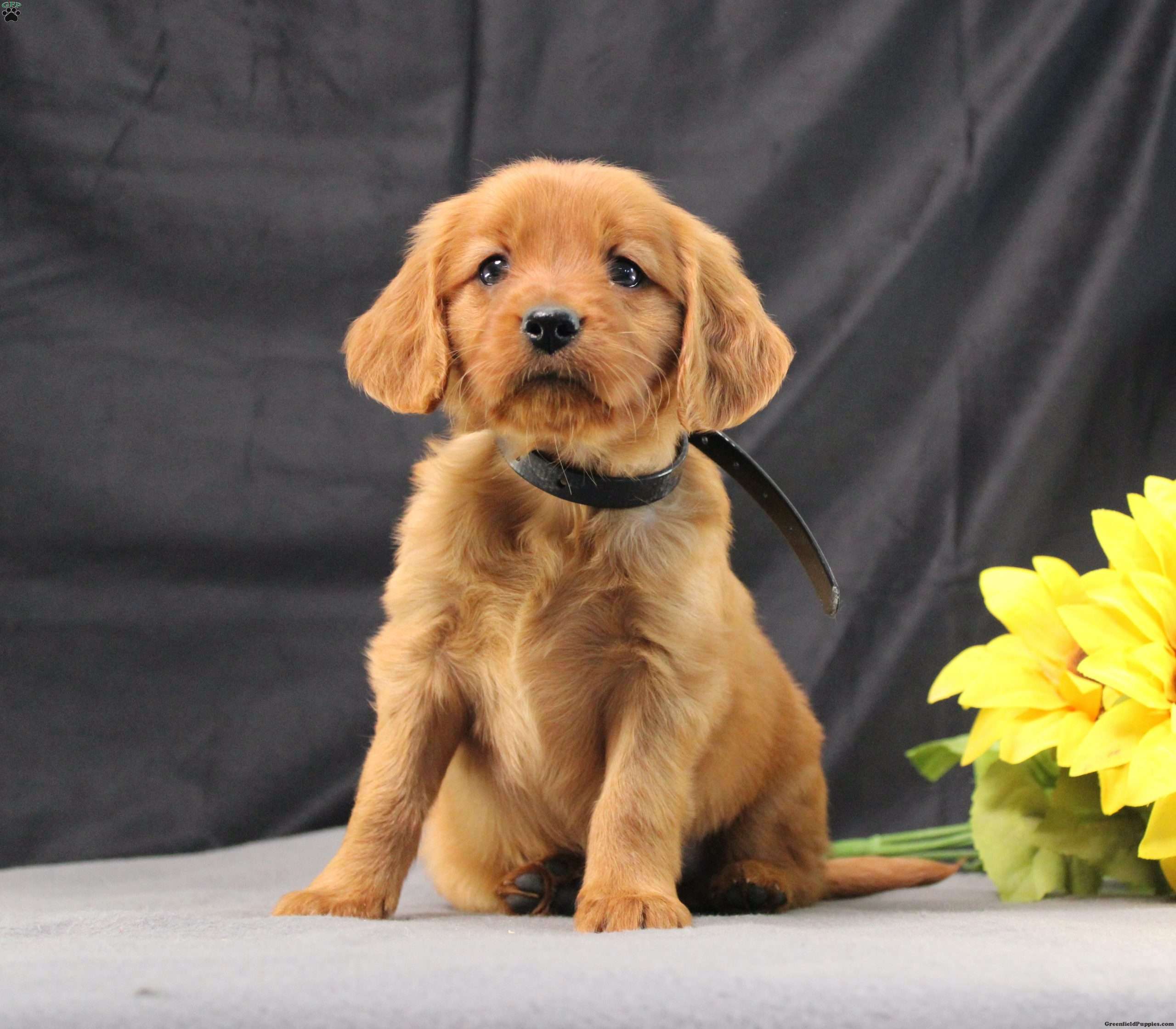 Judson Miniature Golden Retriever Puppy For Sale in Pennsylvania