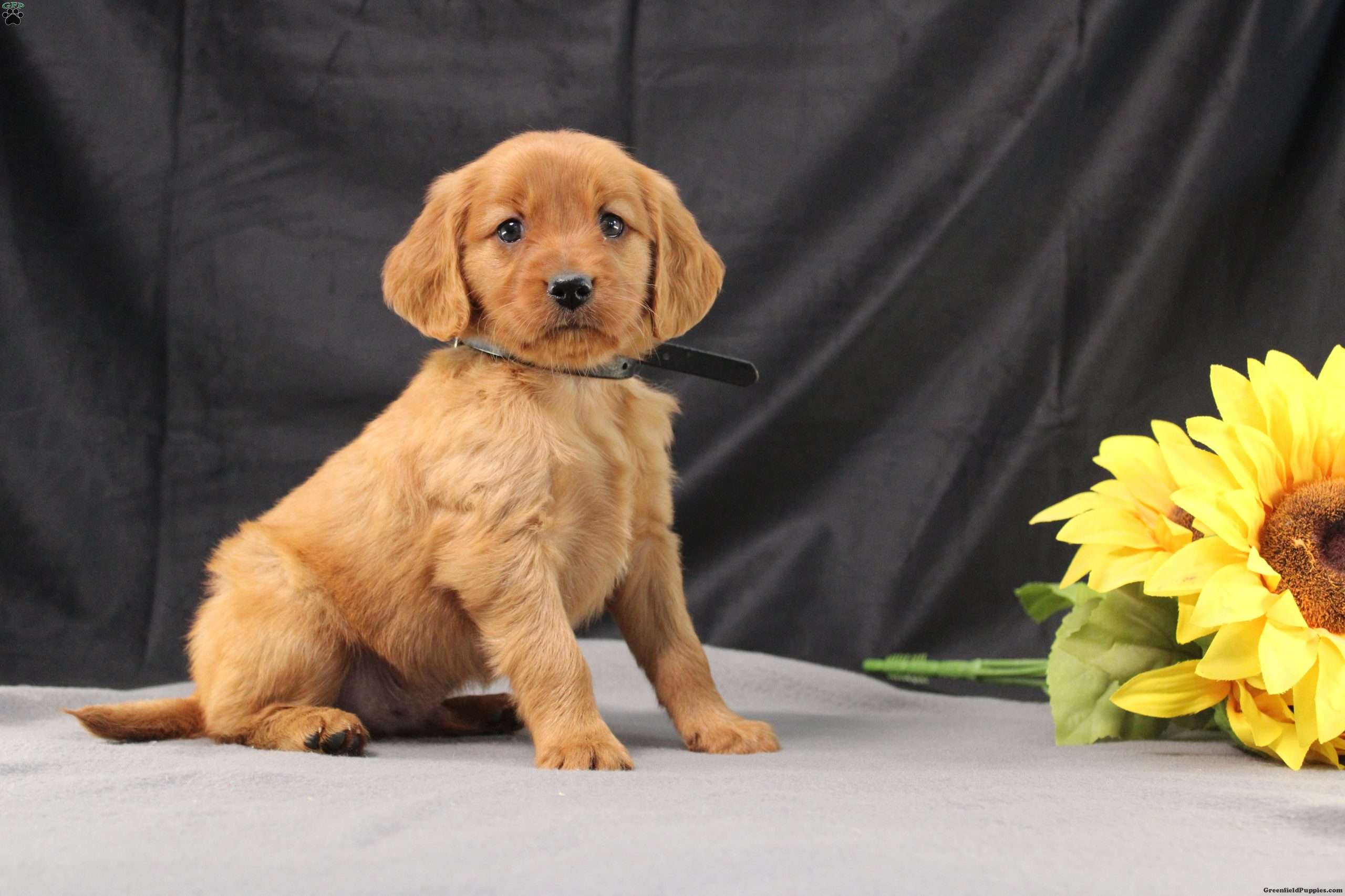 Judson Miniature Golden Retriever Puppy For Sale in Pennsylvania