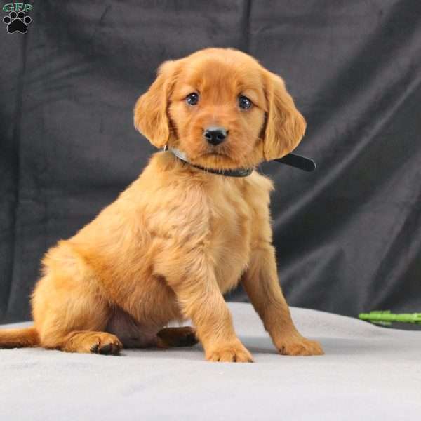 Judson, Miniature Golden Retriever Puppy