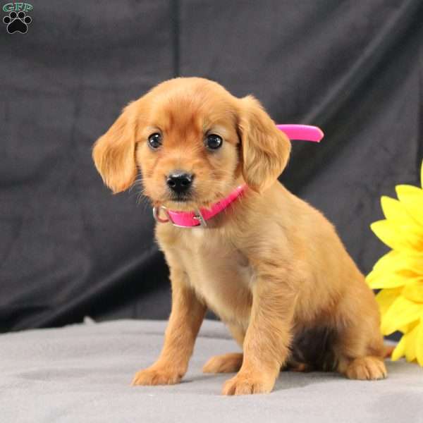 June, Miniature Golden Retriever Puppy