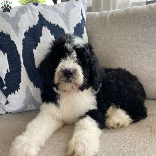 Hank, Bernedoodle Puppy