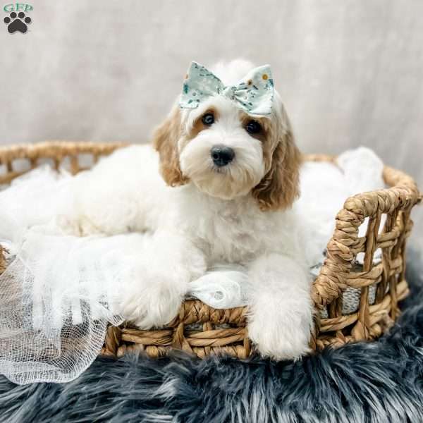 Estelle, Cavapoo Puppy