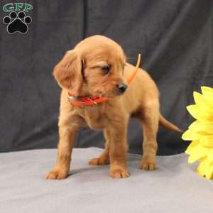 Jenny, Miniature Golden Retriever Puppy