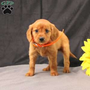 Jenny, Miniature Golden Retriever Puppy