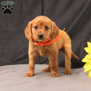 Jenny, Miniature Golden Retriever Puppy