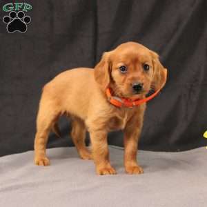 Jenny, Miniature Golden Retriever Puppy