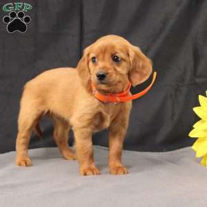 Jenny, Miniature Golden Retriever Puppy