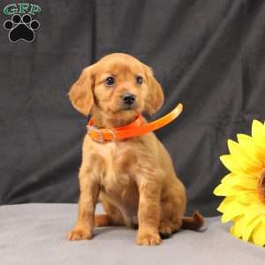 Jenny, Miniature Golden Retriever Puppy