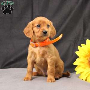 Jenny, Miniature Golden Retriever Puppy