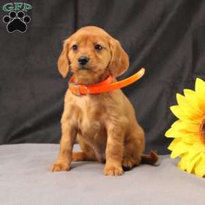 Jenny, Miniature Golden Retriever Puppy