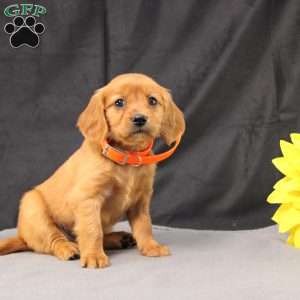 Jenny, Miniature Golden Retriever Puppy