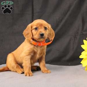 Jenny, Miniature Golden Retriever Puppy