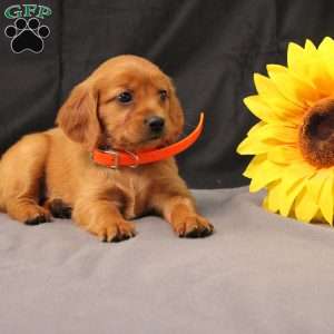 Jenny, Miniature Golden Retriever Puppy