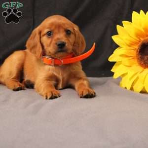 Jenny, Miniature Golden Retriever Puppy