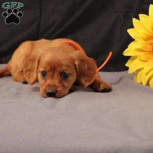 Jenny, Miniature Golden Retriever Puppy