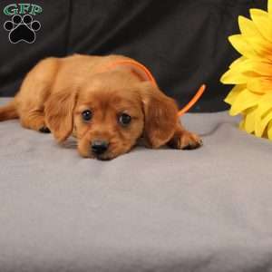 Jenny, Miniature Golden Retriever Puppy