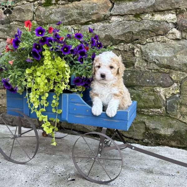 Briar, Mini Bernedoodle Puppy