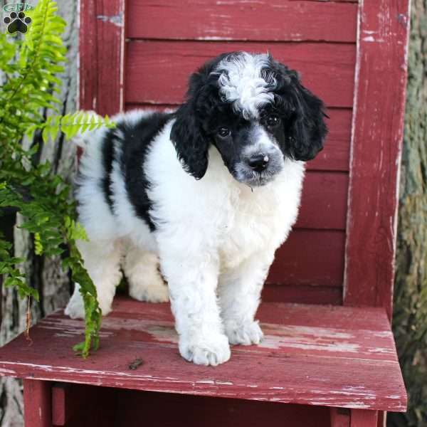 Logan, Miniature Poodle Puppy