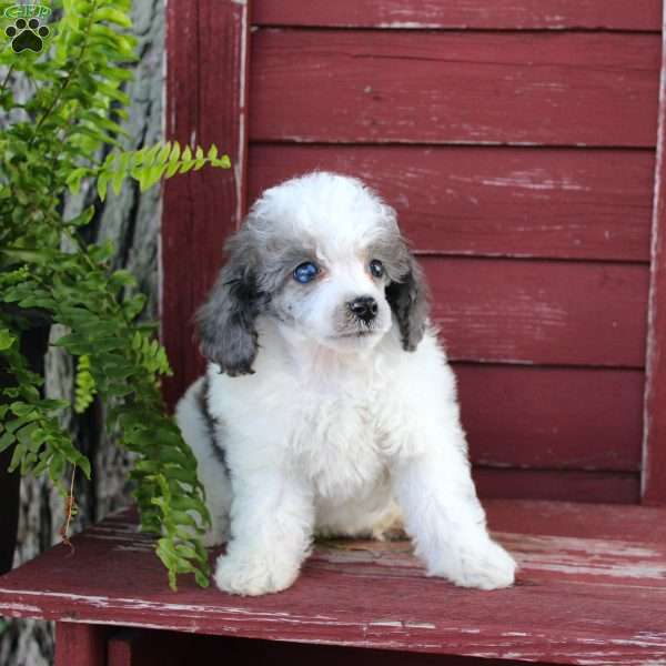 Lacy, Toy Poodle Puppy