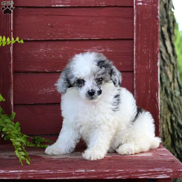 Lexi, Toy Poodle Puppy