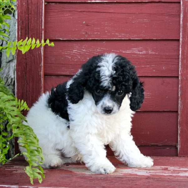 Lance, Toy Poodle Puppy