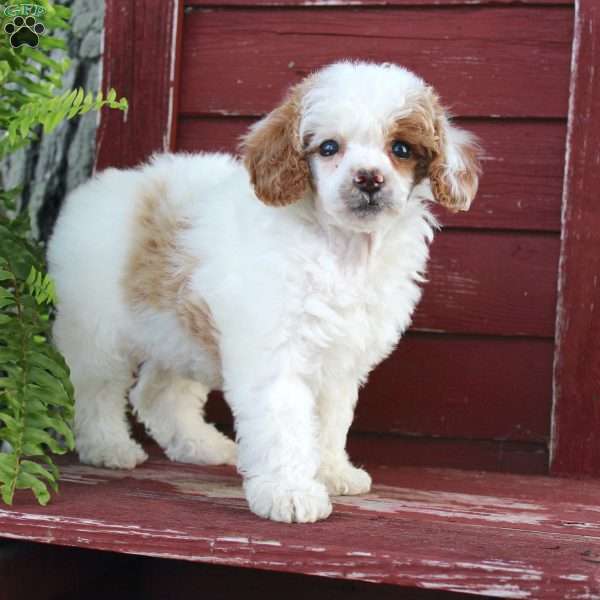 Lynn, Miniature Poodle Puppy