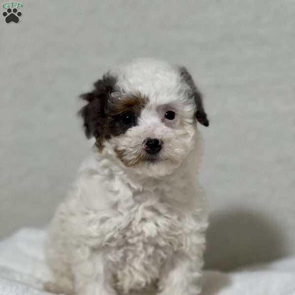 Tootsie, Miniature Poodle Puppy