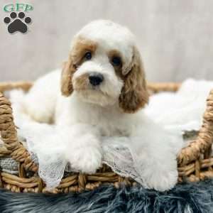 Eovaldi, Cavapoo Puppy