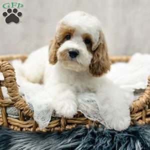 Eovaldi, Cavapoo Puppy