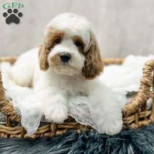 Eovaldi, Cavapoo Puppy