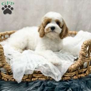 Eovaldi, Cavapoo Puppy