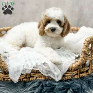 Eovaldi, Cavapoo Puppy