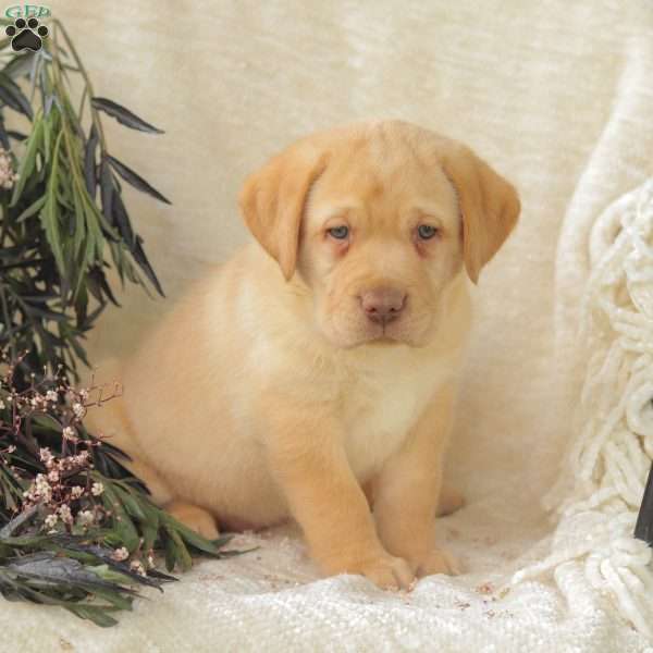 Bella, Yellow Labrador Retriever Puppy