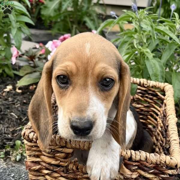 Gabriel, Beagle Puppy