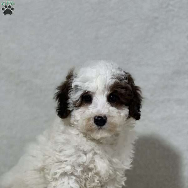 Talos, Miniature Poodle Puppy
