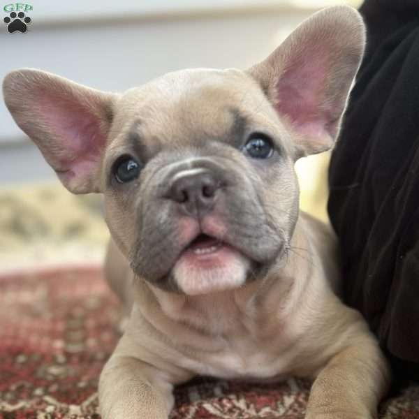 Bella, French Bulldog Puppy