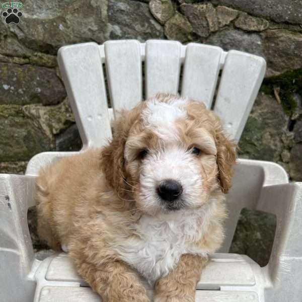 Blossom, Mini Bernedoodle Puppy