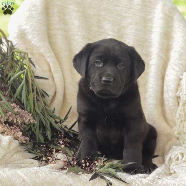 Turbo, Black Labrador Retriever Puppy