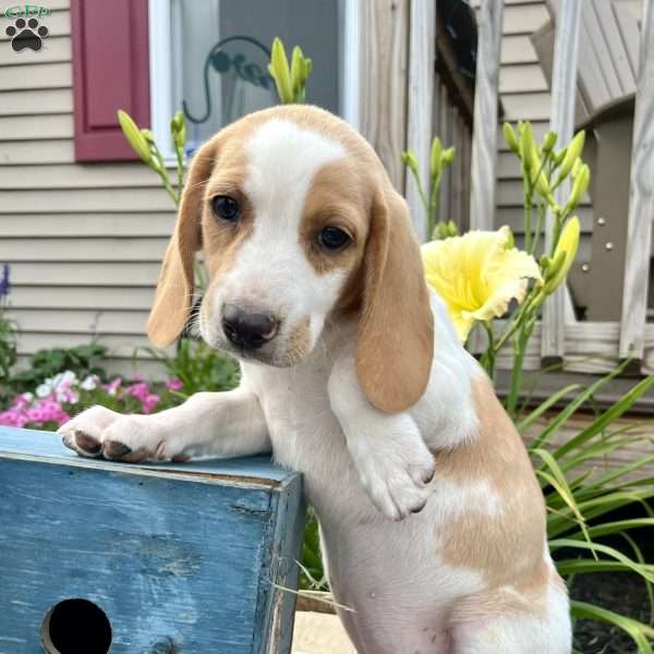 Georgie, Beagle Puppy