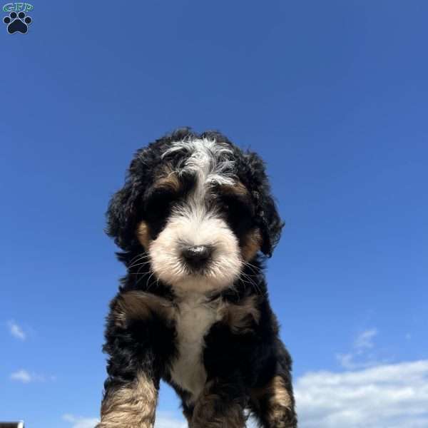 Bramble, Mini Bernedoodle Puppy