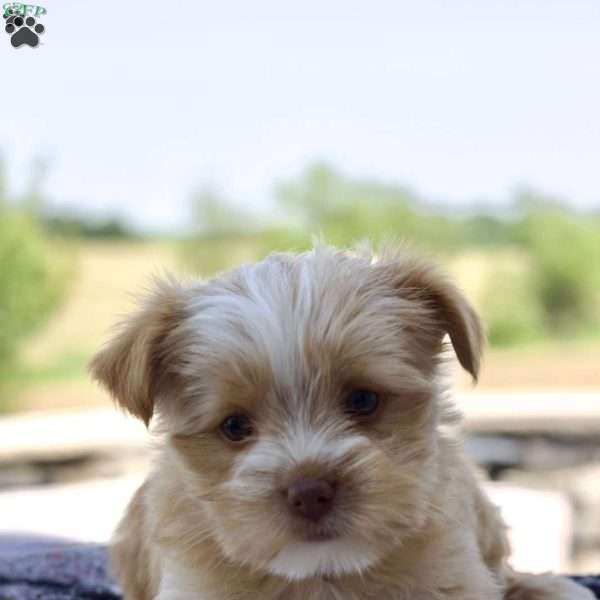 Ginger, Yorkie Puppy