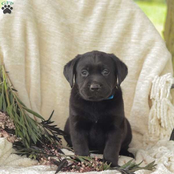 Hamilton, Black Labrador Retriever Puppy