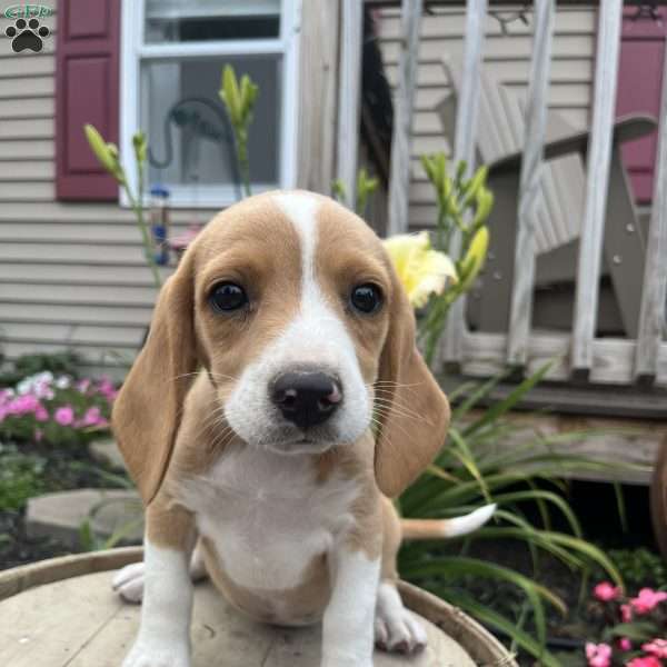 Ginny, Beagle Puppy