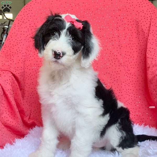 Oakley, Sheepadoodle Puppy