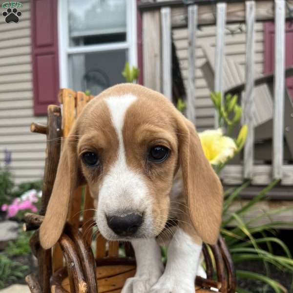 Gabby, Beagle Puppy