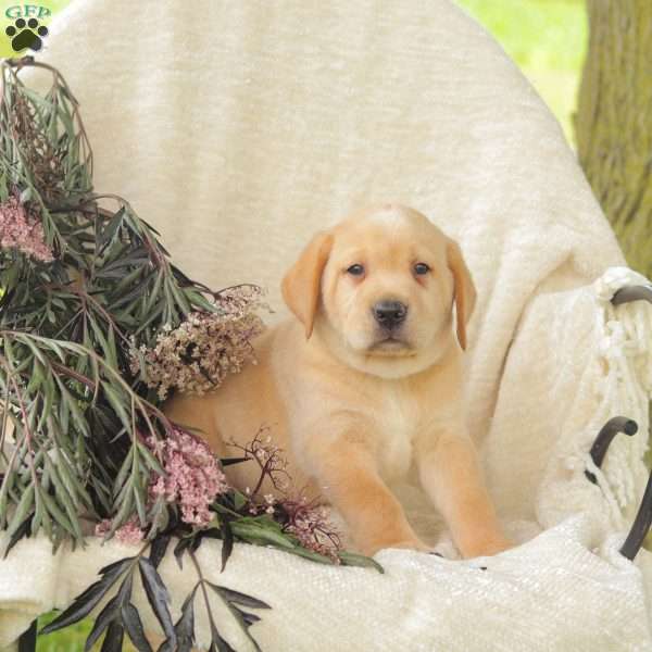 Bowser, Yellow Labrador Retriever Puppy