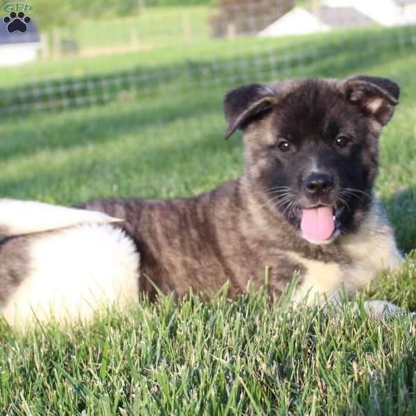 Stacy, Akita Puppy
