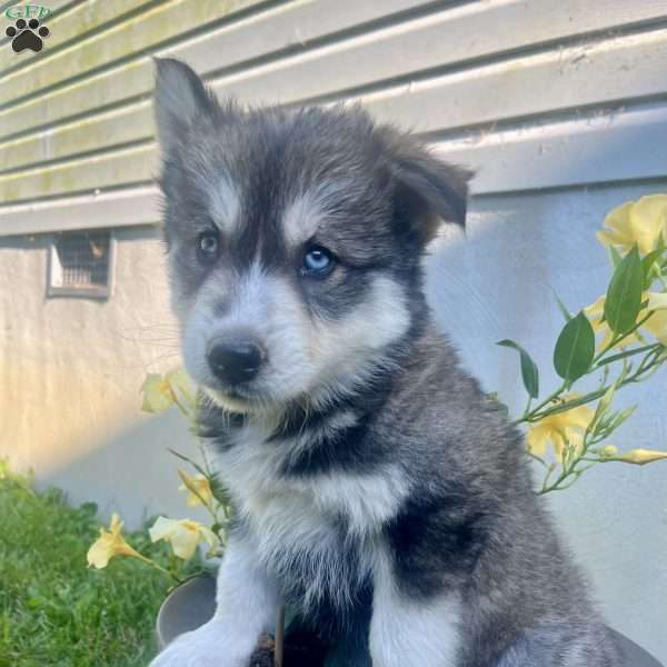 Kipper, Pomsky Puppy